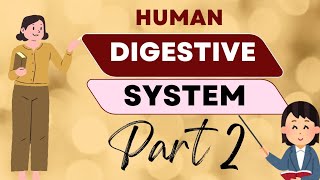 Human Digestive System Part 2 One Shot of Digestive system Anatomy and Physiology  medjeenius [upl. by Sekyere]