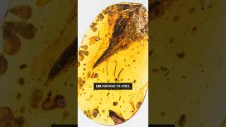 The First of Its Kind Paleontologist Uncovers Exceptionally Preserved Dinosaur Tail [upl. by Osher]