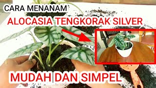 cara menanam Alokasiaalocasia silver [upl. by Nahta]