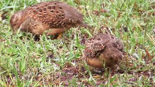 Painted buttonquail  Turnix varius [upl. by Loydie]