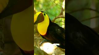 Toucans the beauty of nature [upl. by Kristos]