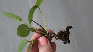 Pannenkoekplant Pilea Peperomioides stekken [upl. by Anavlis]