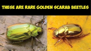 These are Rare Golden Scarab Beetles [upl. by Eelannej44]