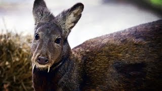 Fanged Deer Spotted For First Time in 66 Years [upl. by Valery853]