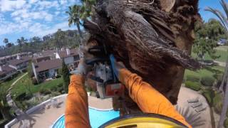 phoenix Dactylifera palm removal [upl. by Nayrb573]