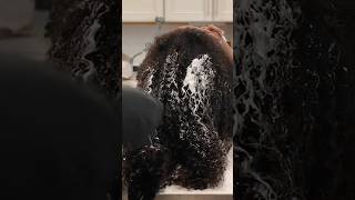 DIY Microlocs on 4c Hair  two strand twist method  short hair [upl. by Blackburn]