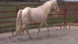 TWH KMSHA Cremello Stallion with Agouti Gene [upl. by Bergin]