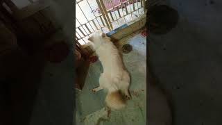 My pet 🐕german speech vidioviral virelshortsvideo doglover short viralshorts india [upl. by Lana949]