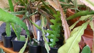 How to care for and grow Epiphyllum Cacti  Orchid Cactus Epiphytic cactus [upl. by Fifine317]