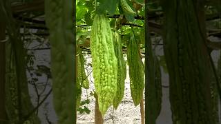 How to Grow Bitter Gourd Plant at Home shorts plants farming [upl. by Ennovad620]