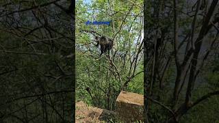 LION TAILED MACAQUE  wildlife [upl. by Feodor]