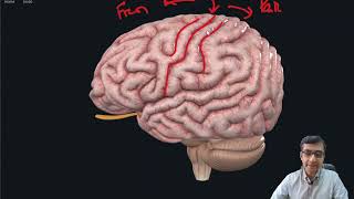 Cerebral Cortex Gross Anatomy External [upl. by Thielen]