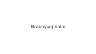 How to Pronounce quotBrachycephalicquot [upl. by Ulick]