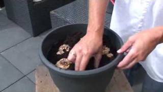 How to Plant Calla Lilies Zantedeschia [upl. by Eecart]