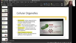 WU 6501 Midterm Review Part 1 of 2 [upl. by Ellerd]