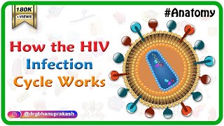 How the HIV Infection Cycle Works  Animated microbiology [upl. by Weinstein]