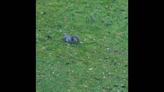 Two fullys enjoying seeds amp nuts squirrels garden [upl. by Aicaca]