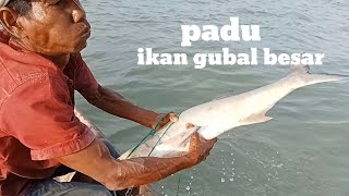 spot disini luar biasa ikan gubal sangat besar padu [upl. by Odraude]