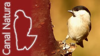 Carbonero palustre Poecile palustris Marsh Tit 4K [upl. by Linskey]