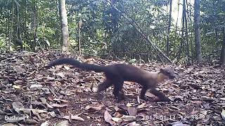 Yellowthroated Marten Martes flavigula [upl. by Carry169]