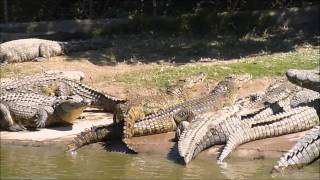 Croc Farm Antananarivo Ivato [upl. by Aihseken]