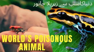 Poison Dart Frog Worlds Poisonous Frog Smallest Poisonous Animal Deadliest Frog Urdu Hindi [upl. by Hayashi]