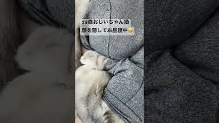 18歳おじいちゃん猫 cat猫のいる暮らし老猫サバトラ猫高齢猫ねこ動画猫動画ねこ猫ねこのいる生活 [upl. by Beaudoin]