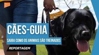 Conheça o treinamento e o trabalho dos cãesguia par deficientes visuais [upl. by Yantruoc67]