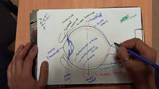 Anatomy Of Eye Part 2 SCLERA Staphyloma [upl. by Pasadis]