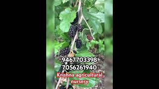 Shahtoot Mulberry Tuti Small Leaves  Plant 🌱🌱🌱 [upl. by Arahd]