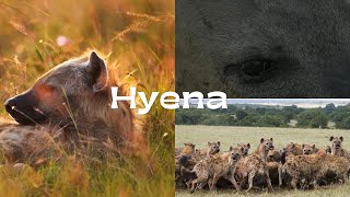 Unveiling the Hyena Natures Misunderstood Predator [upl. by Antebi229]