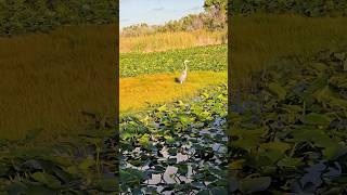 Beautiful great blue heron spotted on an airboat tour at Everglades Holiday Park [upl. by Ahsikar105]