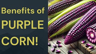 Boost Your Immune System with PURPLE CORN [upl. by Ruzich]