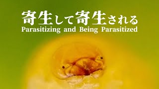 寄生植物アメリカネナシカズラに寄生する虫【マダラケシツブゾウムシ】 [upl. by Llerraf94]