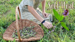 All about Self Heal  A wild medicinal plant everyone should know [upl. by Naga]