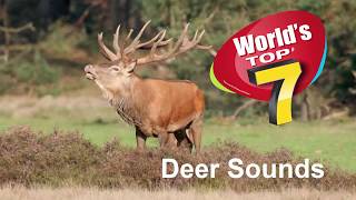 Deer sounds TOP 7  Number 1 will make you surprise [upl. by Emsoc]