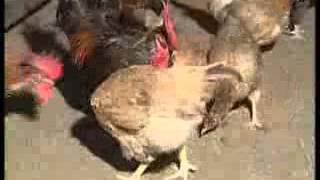 Backyard Rearing of Improved Nicobari Fowls for Increased Income – India [upl. by Codding]