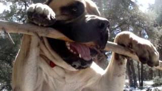 English Mastiff Samson Snaps Tree Branch [upl. by Krasnoff]