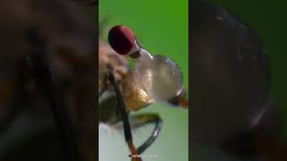 BizzareLooking Eyes of StalkEyed Fly [upl. by Neenaj]