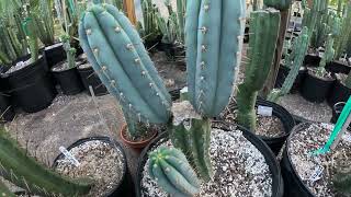 Eastern Star CactusThe tricho Blues Again columnar cactus blue variations easternstarcactuscom [upl. by Durgy]