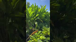 Massive Heliconia plants in container [upl. by Reamy]