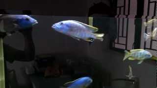 Nimbochromis fuscotaeniatus VS Tyrannochromis nigriventer [upl. by Mcferren]