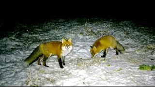 Riistakamera 2024 Trail camera Lapland [upl. by Swiercz]