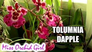 Tolumnia Jairak Flyer Dapple  another orchid jewel [upl. by Annaeed]