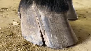 HOOF CRACK gets STABILIZED with WIRES and SCREWS [upl. by Aihsot38]