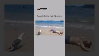 Oh My God😰Wait For End😳He made that Bird Laugh😳😂 viralcontent reels tiktok animals funny [upl. by Diskin]