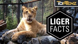 10 Interesting Facts About Ligers …and Yes They’re Real [upl. by Amar]