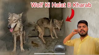 Wolf ki halat b kharab hay  Punjabi Shok Vlogs [upl. by Neetsyrk747]