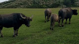 Buffaloes in Yangmingshan National Park Taipei Taiwan [upl. by Roi]