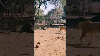 👆🏻 The warthog went to hit the leopard too wildlife africatravels travel youtubeshorts [upl. by Eelsha]